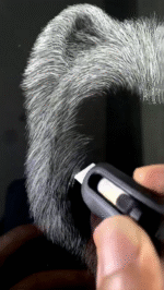 Cherished Companionship: Custom Pet Memorial/Portrait Gift - Image 4