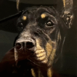 Large-size ，3D Engraved Memorial Portrait of a Doberman Pinscher