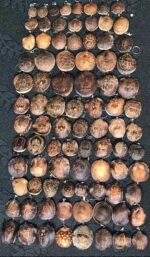 Natural Plant Pod Handmade Pendant/Charm Keychain - Image 4