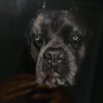 Rottweiler memorial 3D knife carved portrait