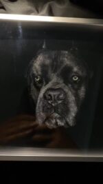 Rottweiler memorial 3D knife carved portrait